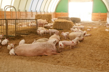 Школа свиноводства