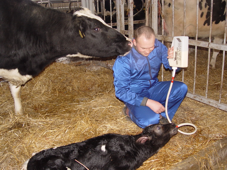 Школа молочного скотоводства